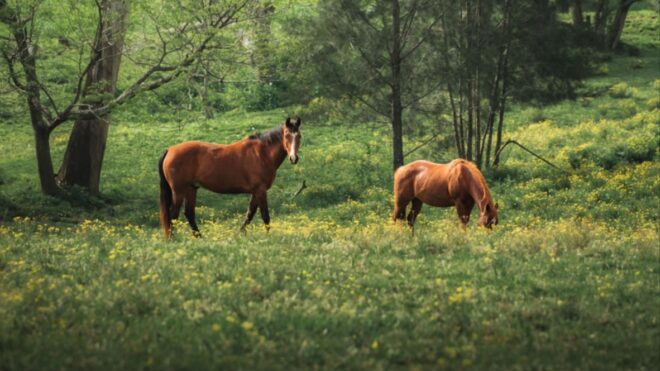 Horses