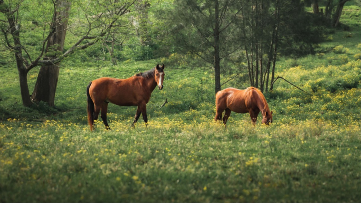 Horses