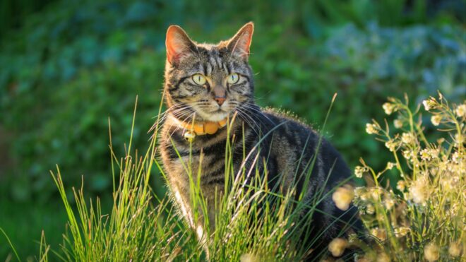 Cat in yard