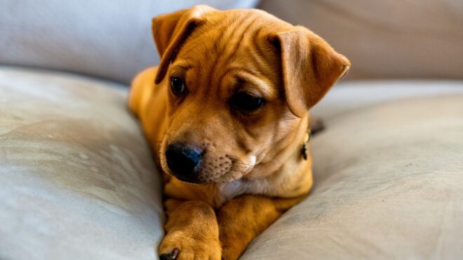 Pitbull puppy