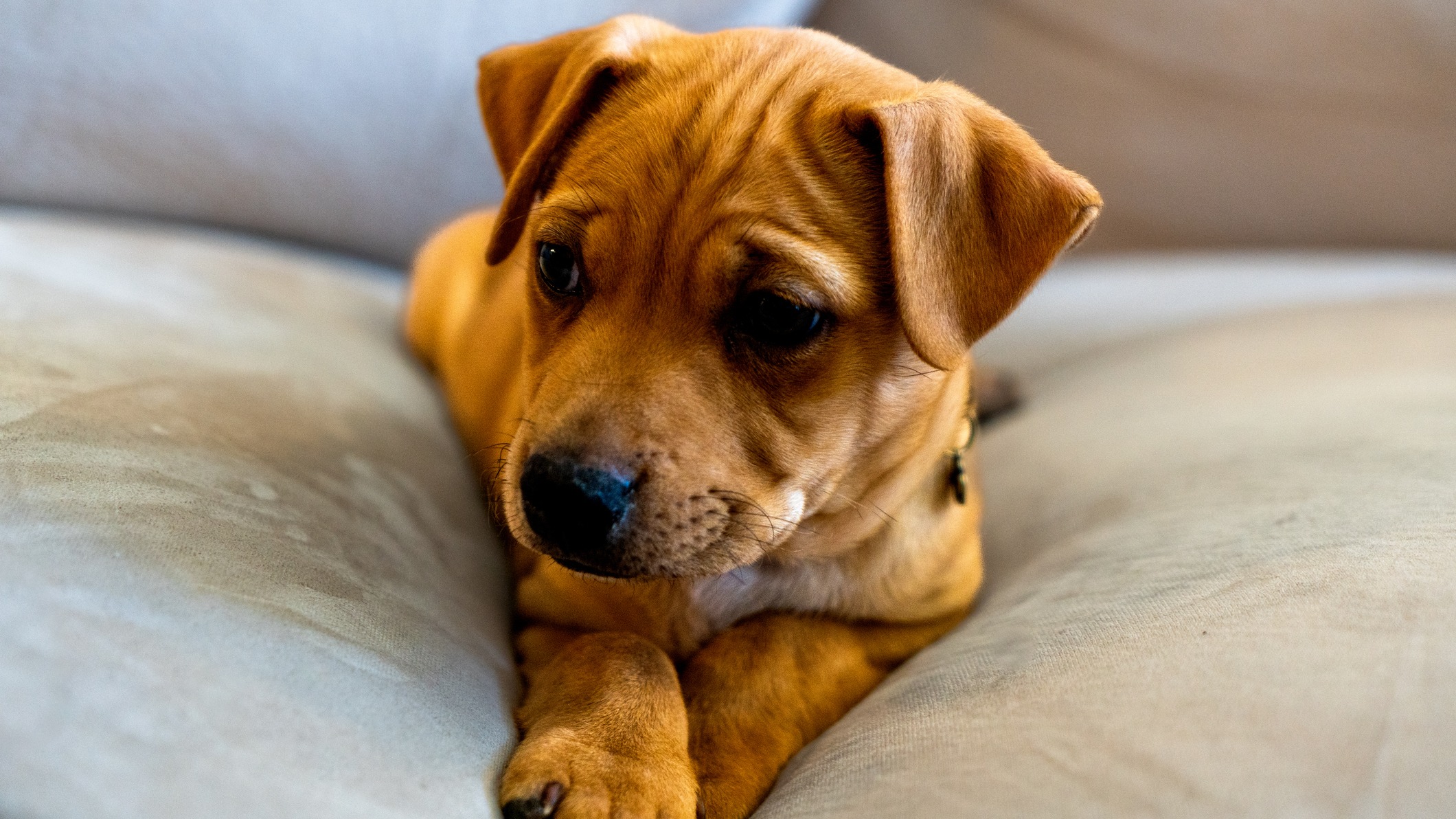 Pitbull puppy