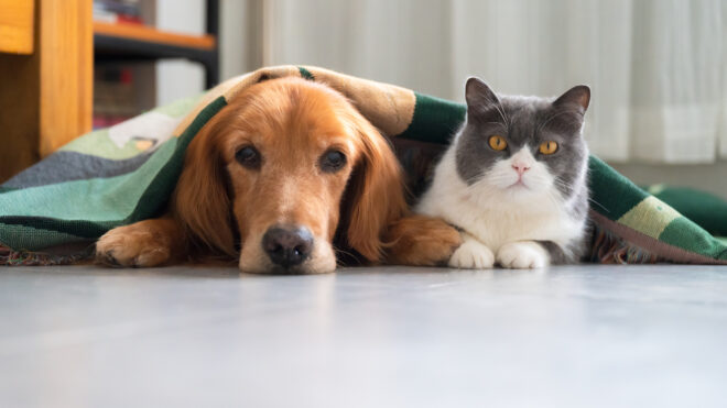 Dog and cat under a blanket