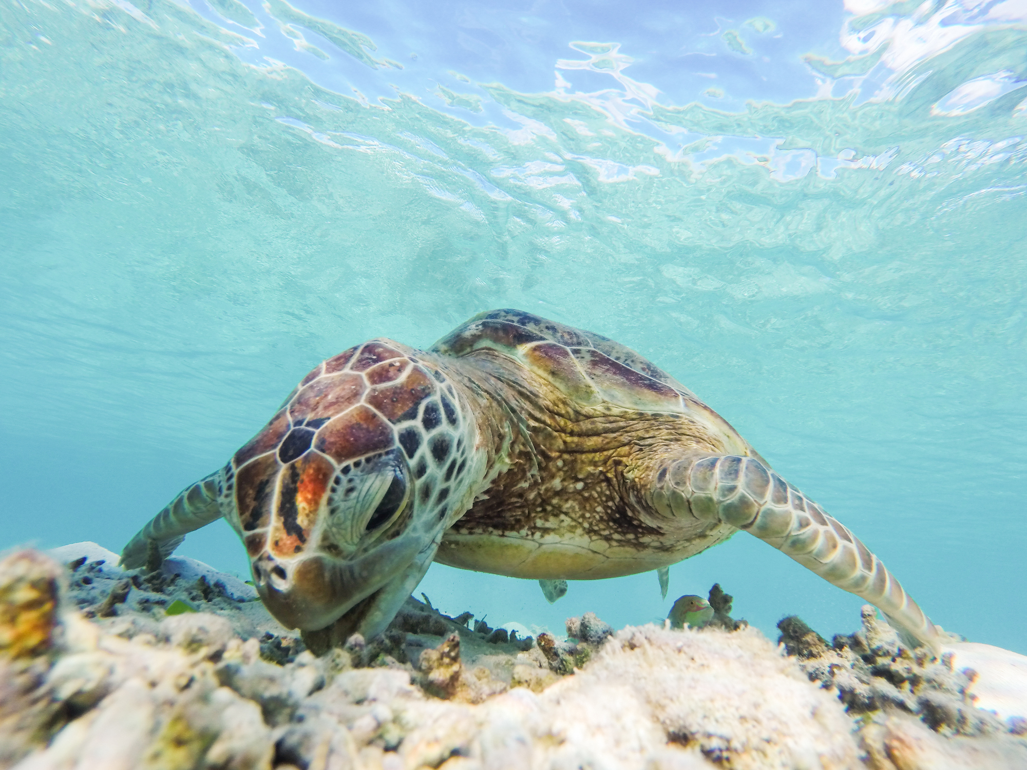 A lone Sea Turtle getting breakfast in waters off the coast of Okinawa