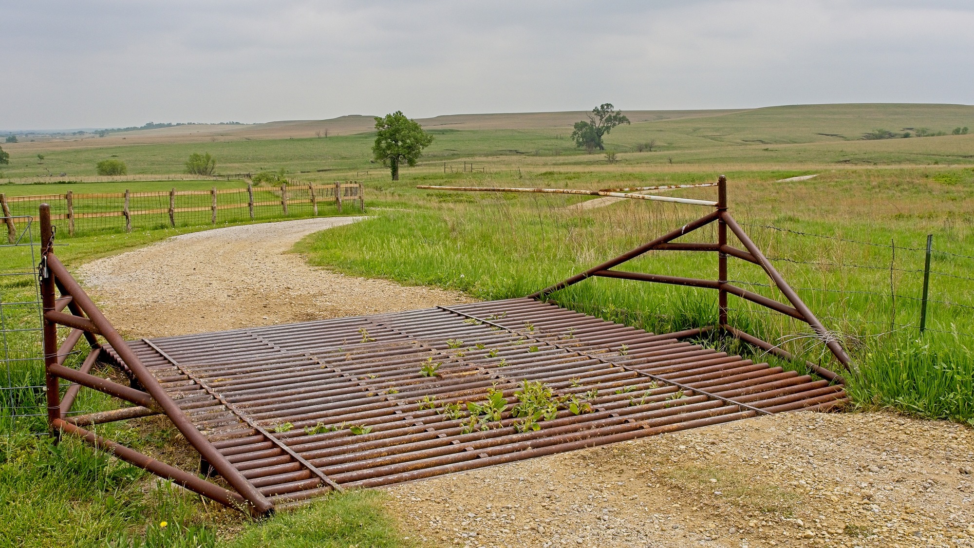 Cattle grid