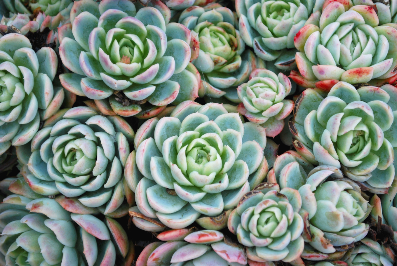 Hens and Chicks Succulent