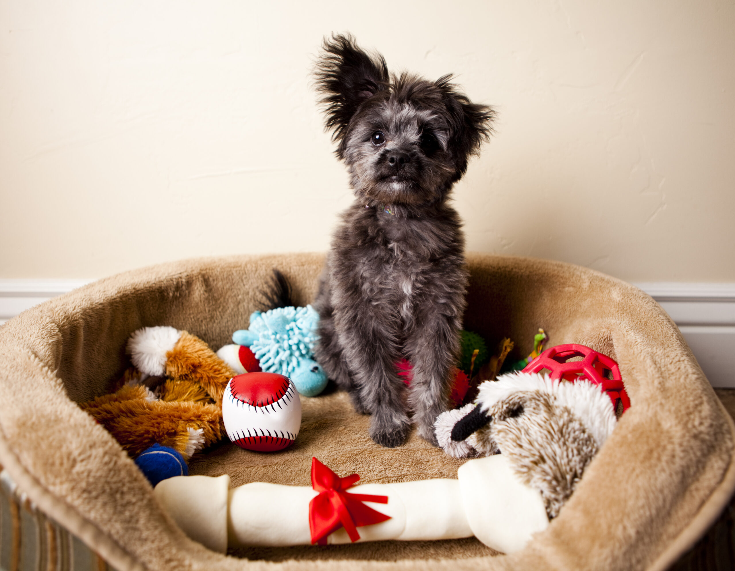 Spoiled Yorkiepoo Puppy Sitting in Bed of Toys