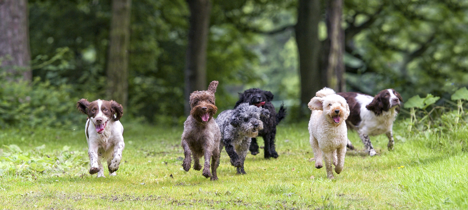 here come the girls...