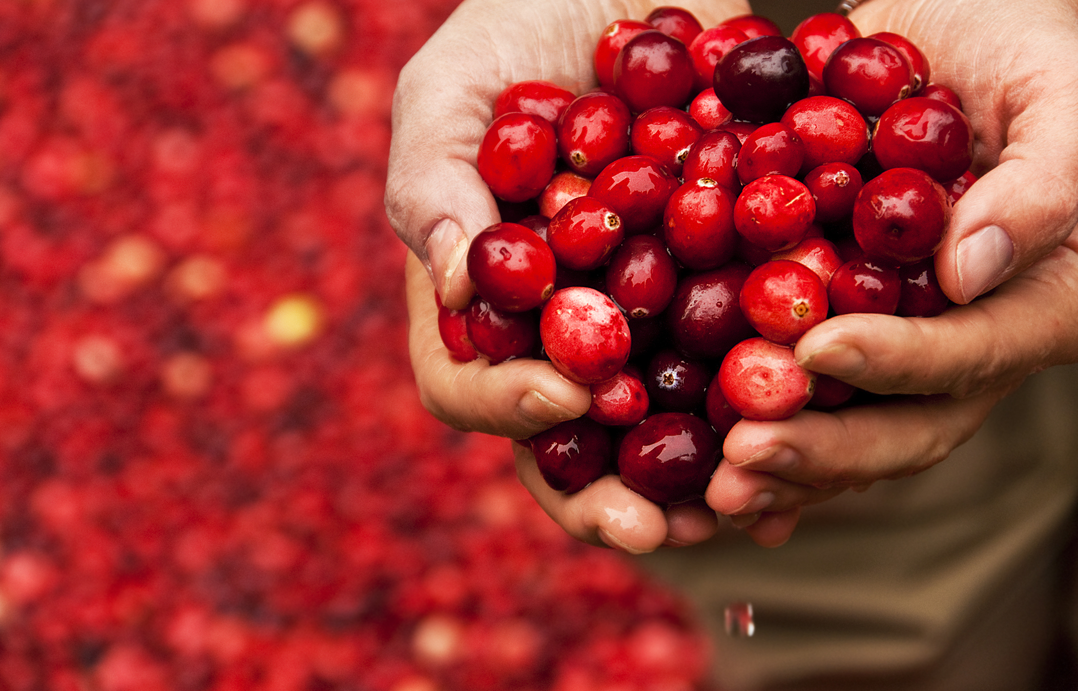 Handful of Fresh Cranberries held by a Cranberry Bog Worker