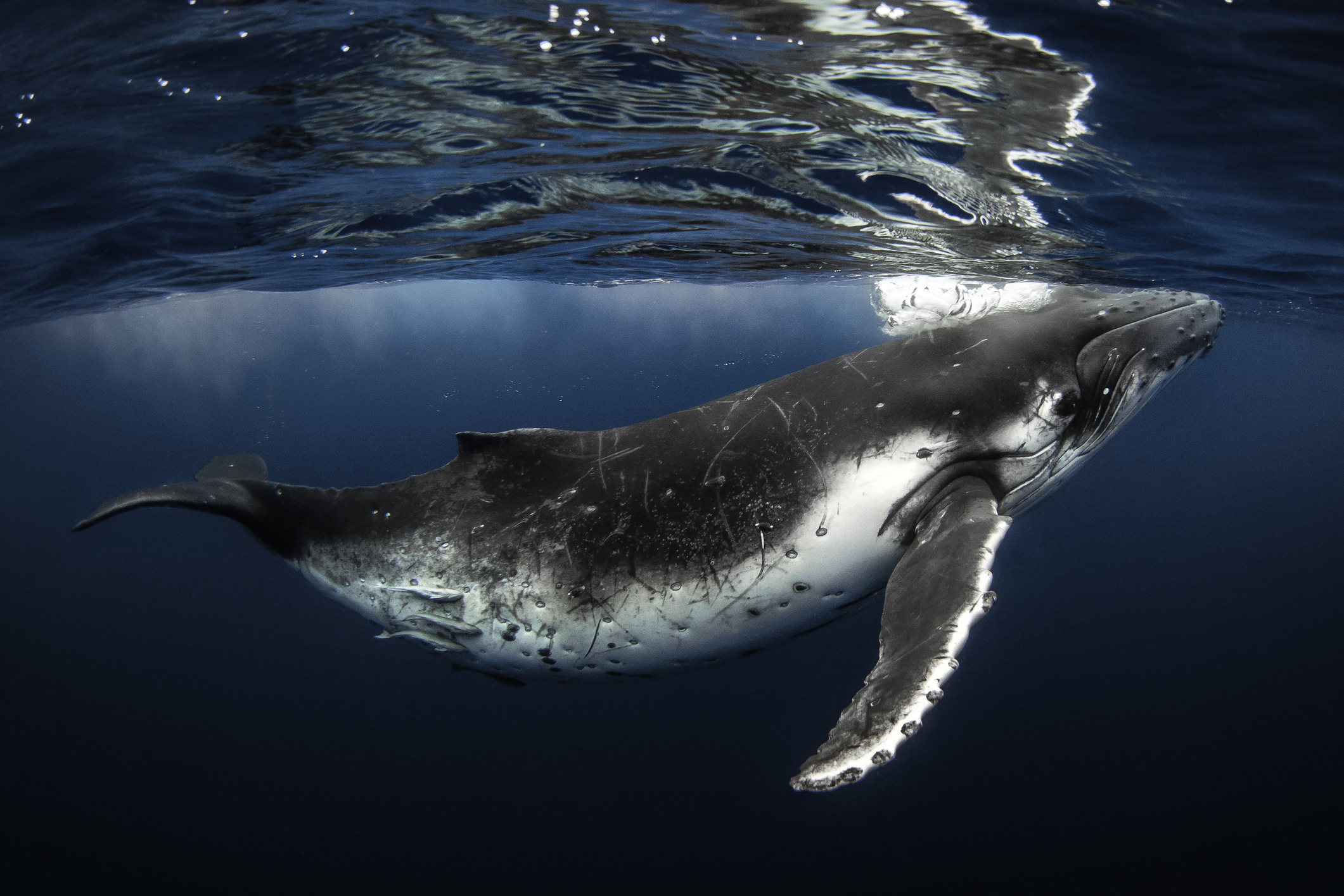 Humpback whale coming to the surface of the ocean to breathe