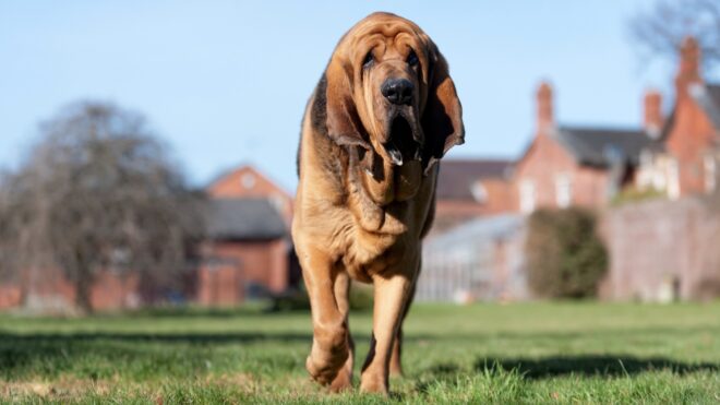 Bloodhound