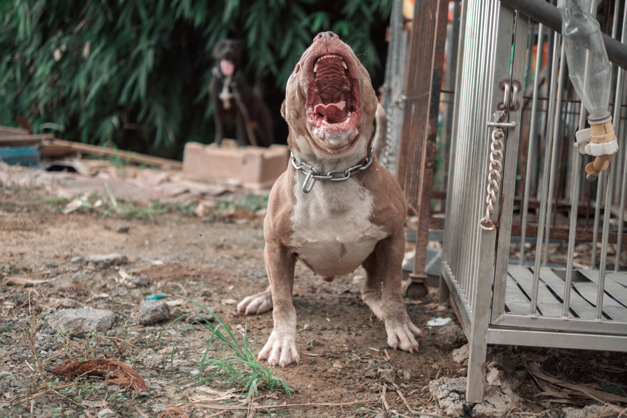 American Pitbull, American Bully The dog is fierce and strong. The owner is barking and acting fiercely, being chained.