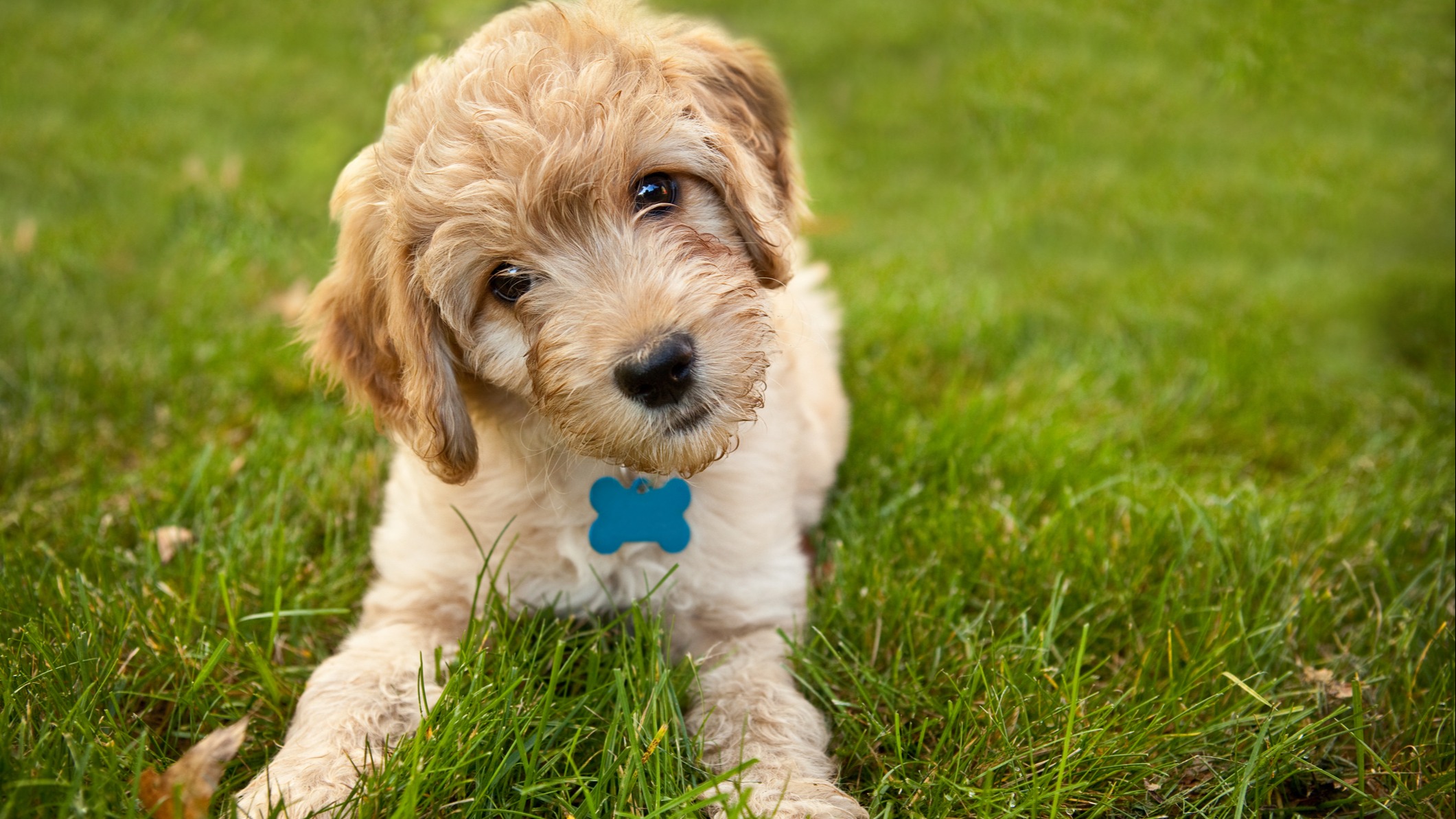 Puppy iStock-174938595