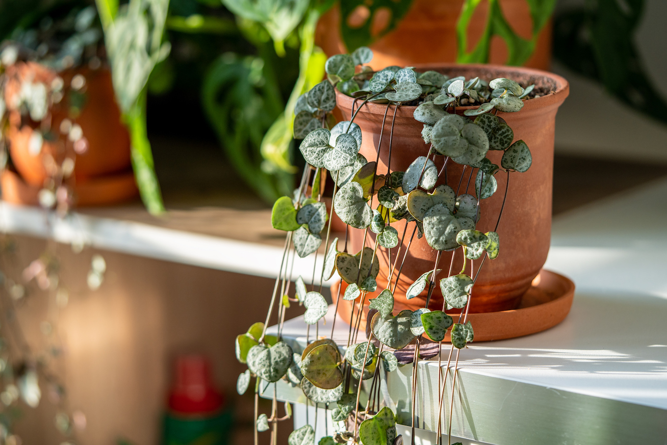 String of hearts plant houseplant