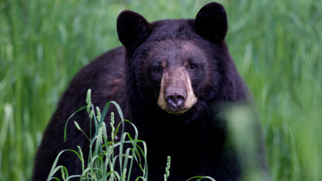 Black bear