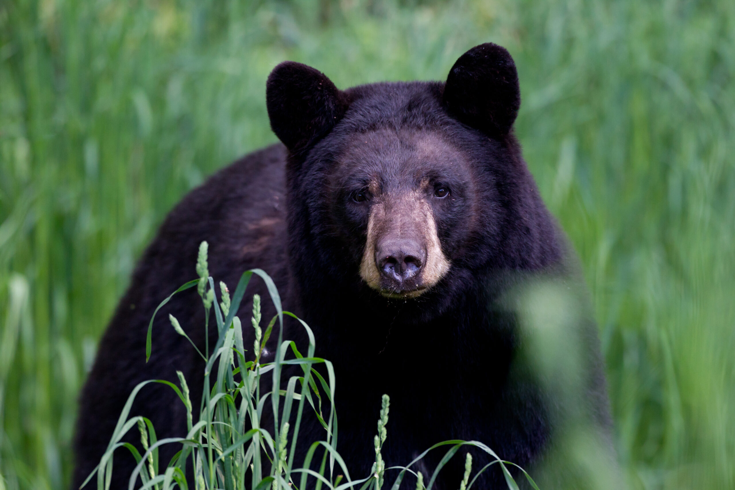 Black bear