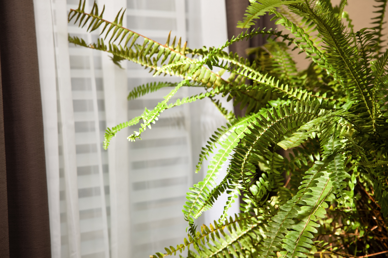 Boston fern