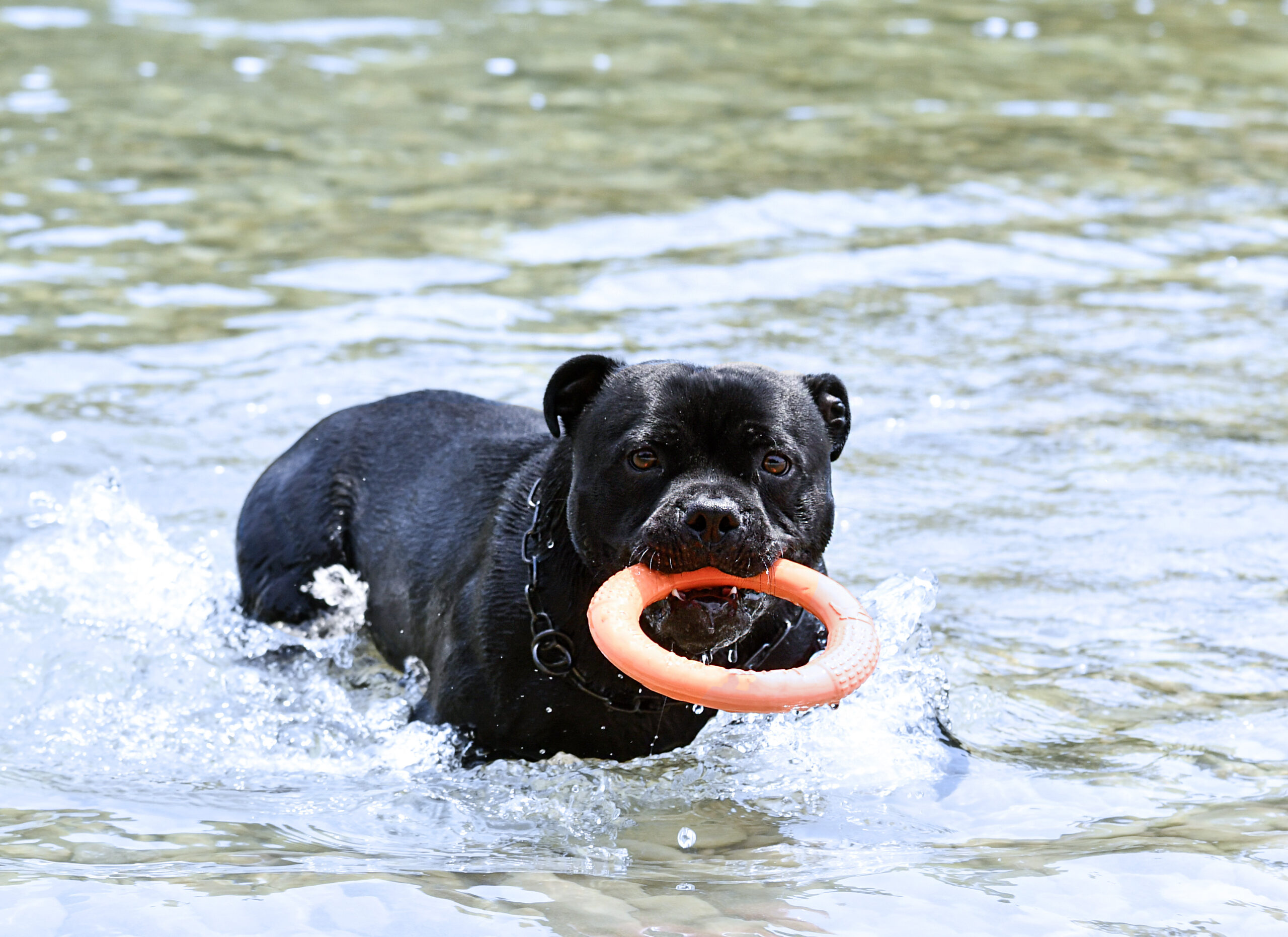 staffie swimming in river