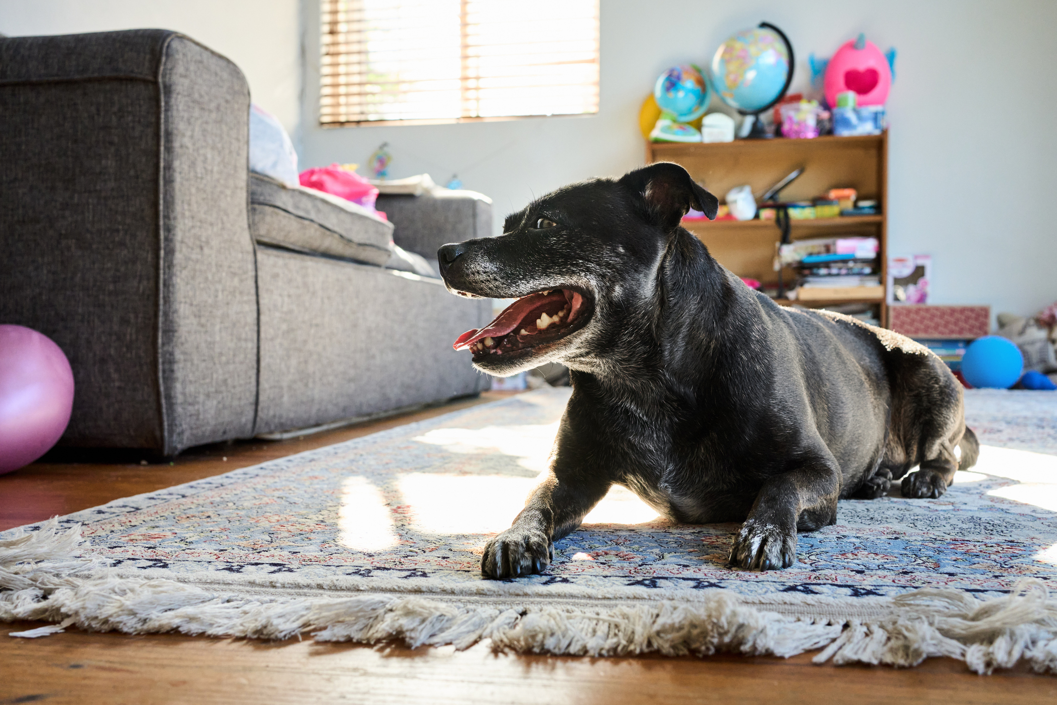 Staffordshire bull terrier sitting on a living room rug at home