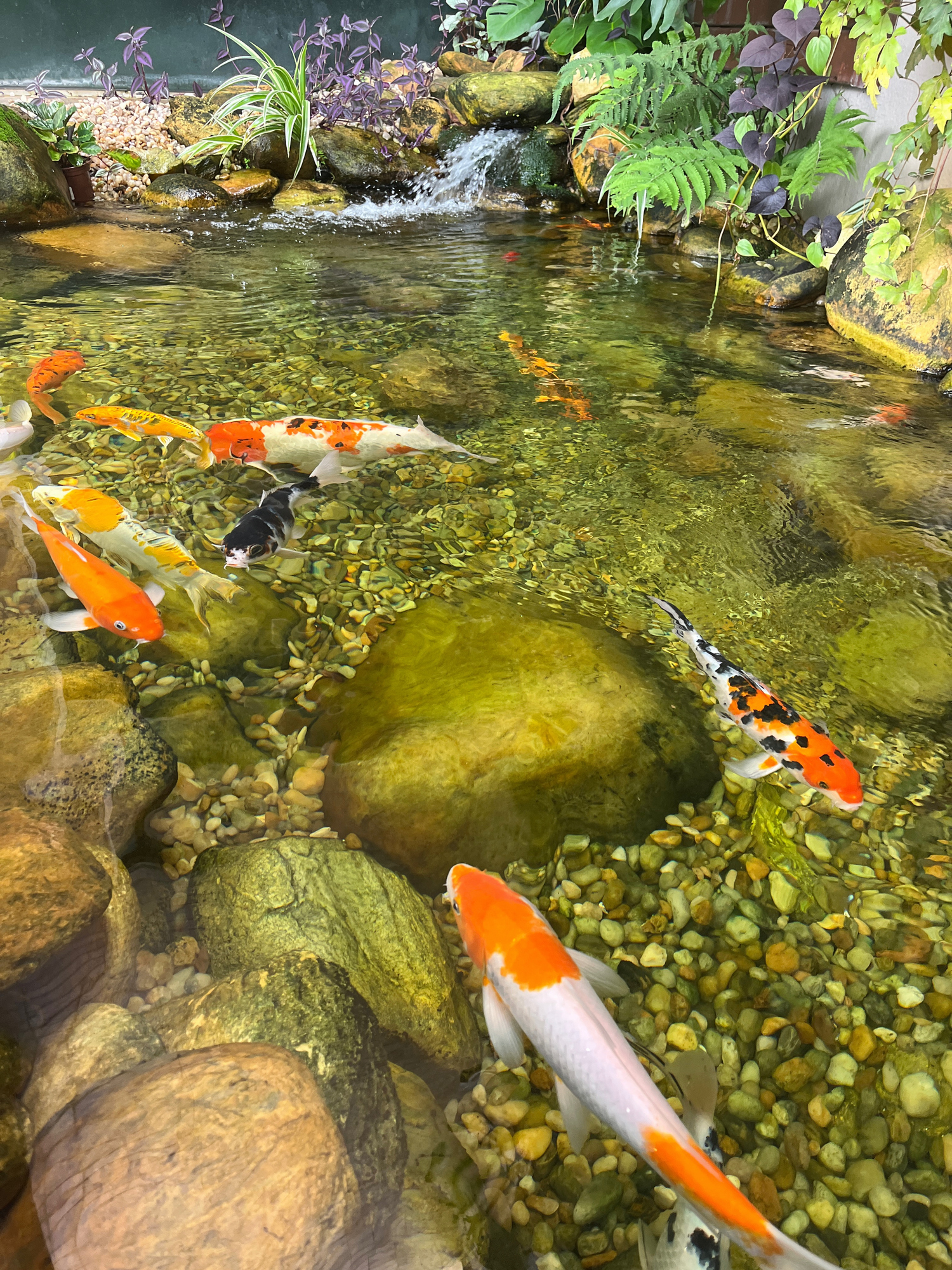 Aquarium with colorful carp (Cyprinus carpio)