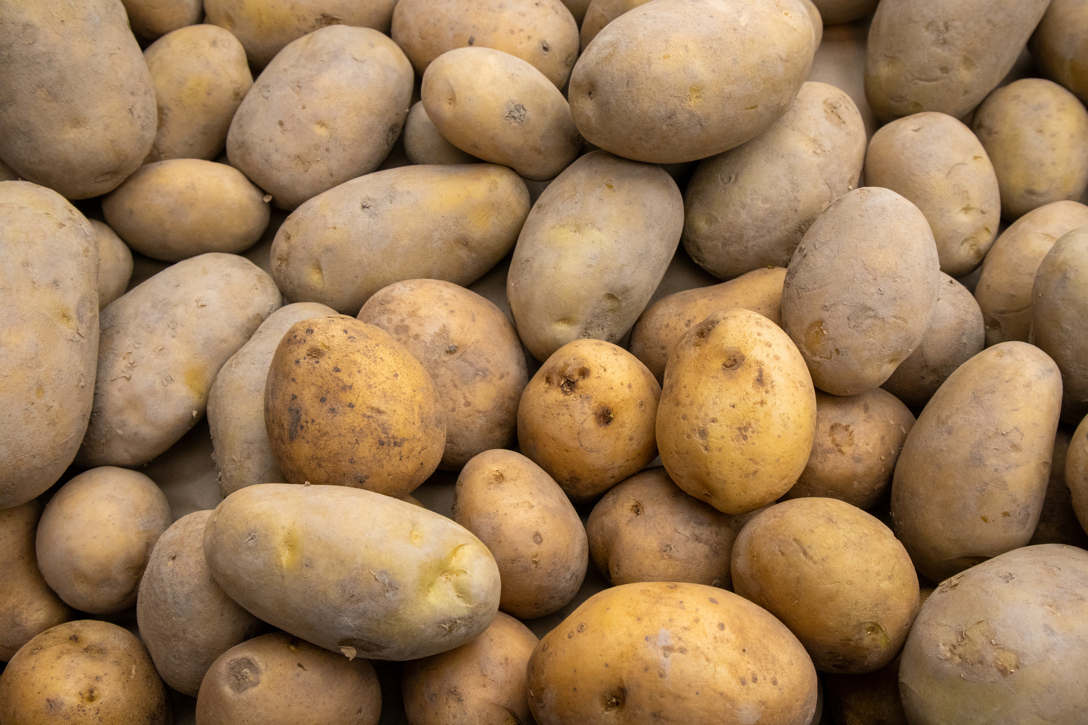 Fresh potatoes just coming out of the planting fields are ready for distribution after quality sorting.