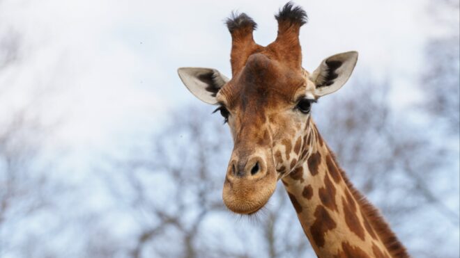 Giraffe