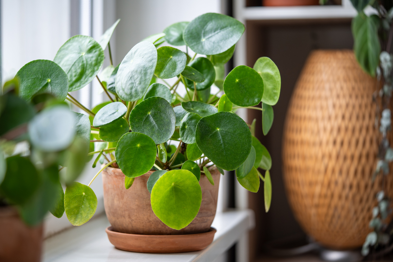 Pilea plant