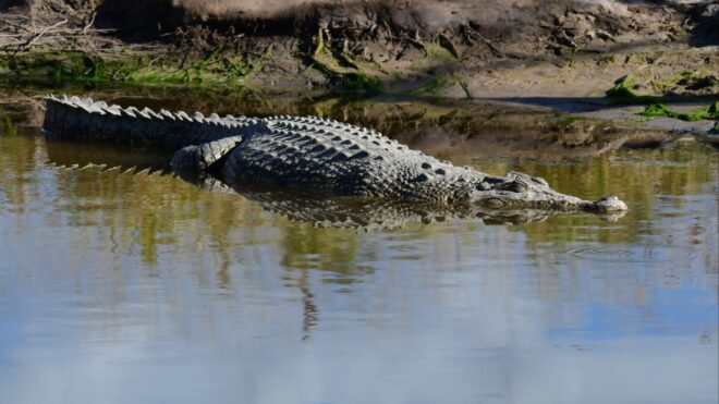 Australia crocodile