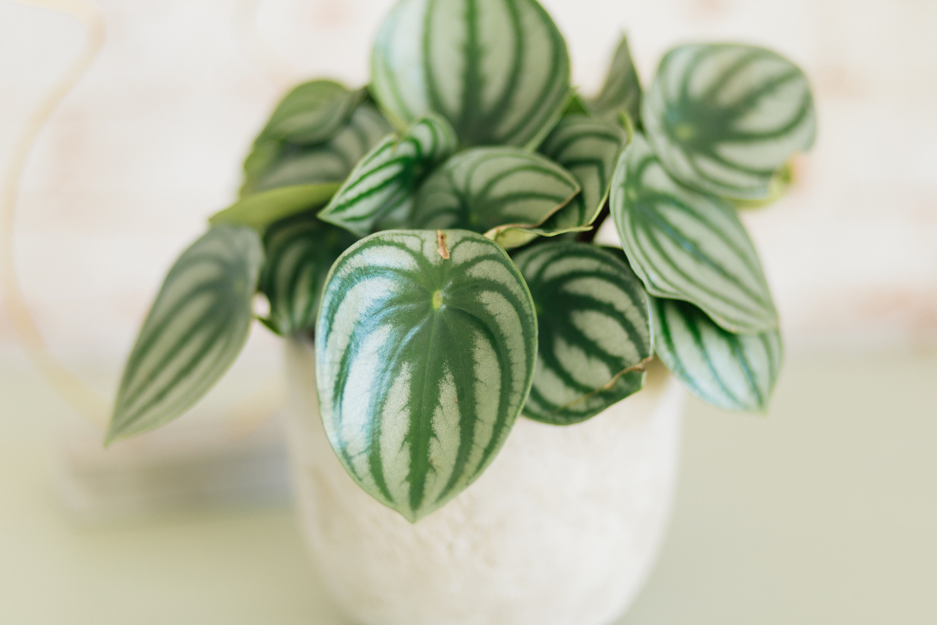 watermelon peperomia