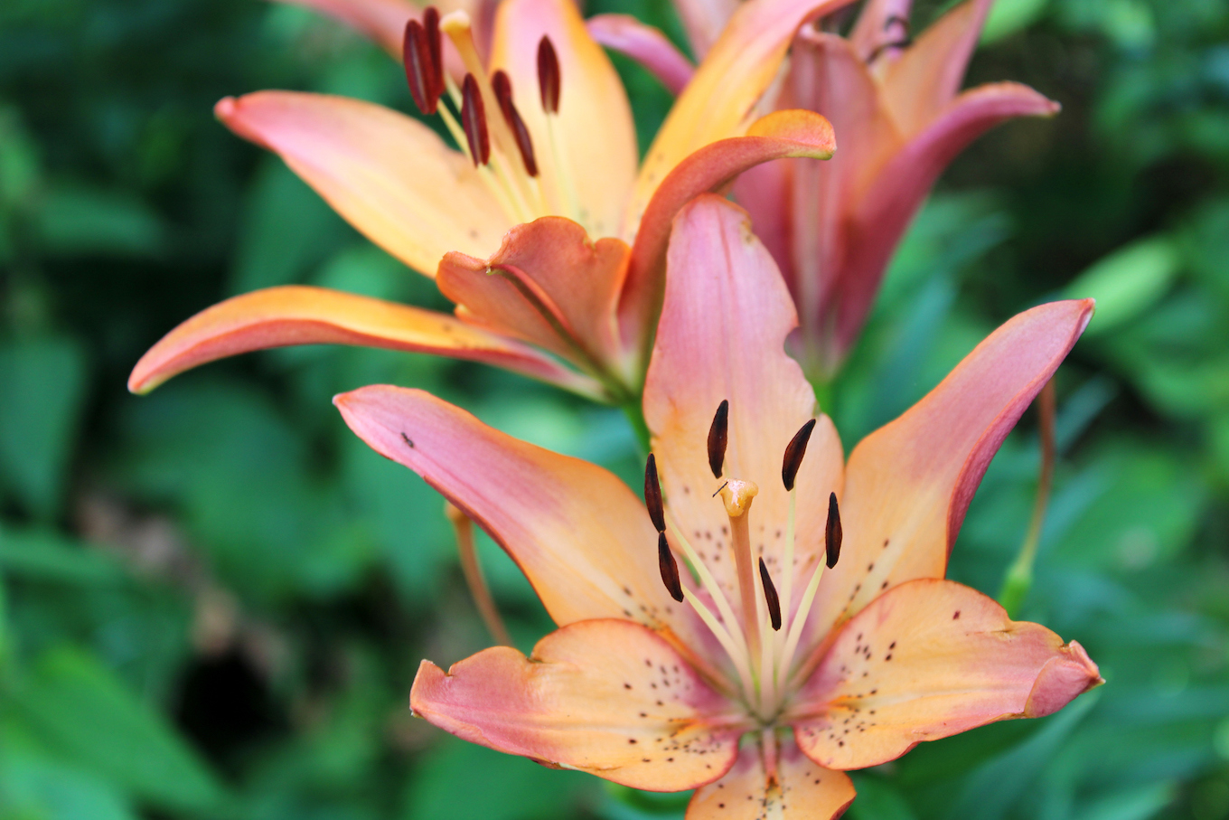 Orange Lillies in the Forest