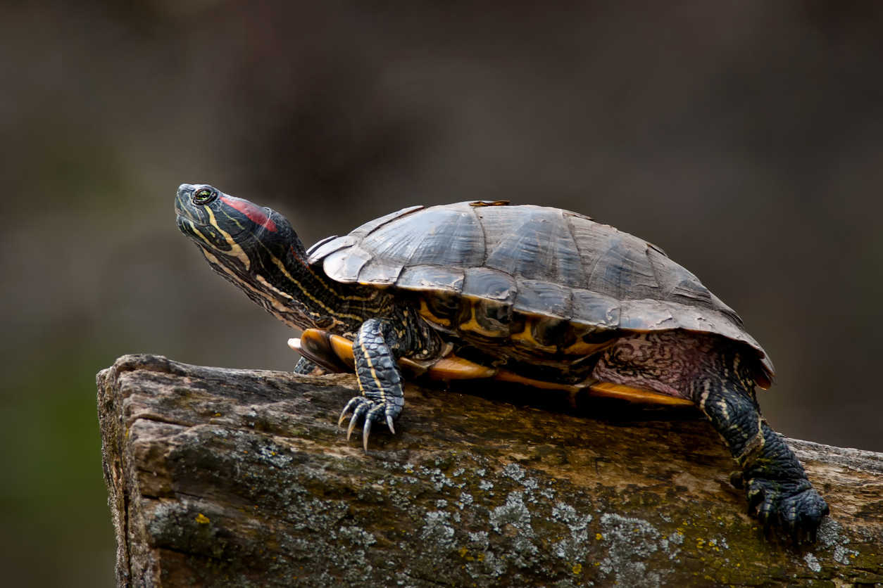 Red-eared Slider Turtle