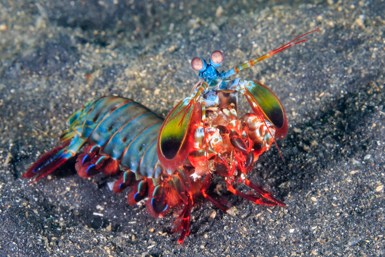 Peacock Mantis Shrimp