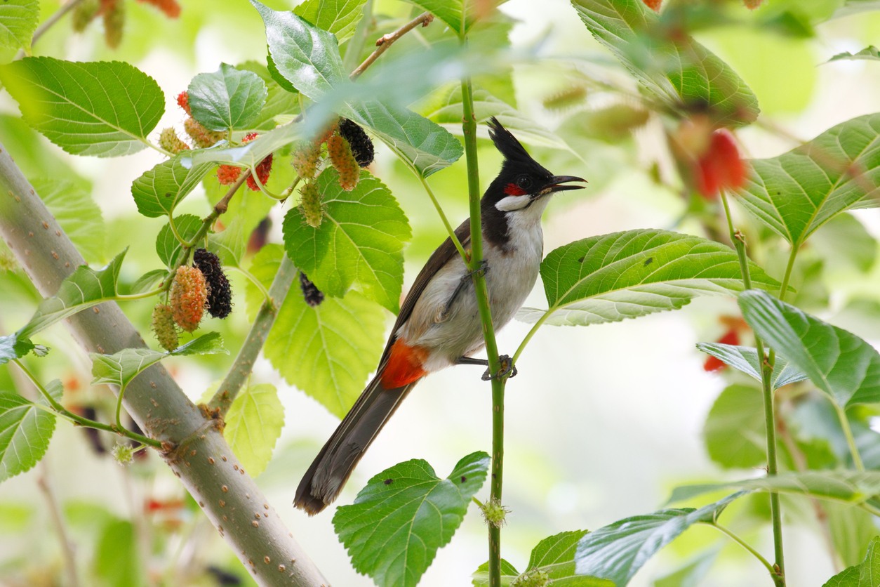 Red-whiskered Bulbul