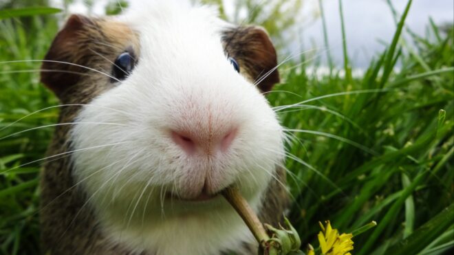 Guinea pig