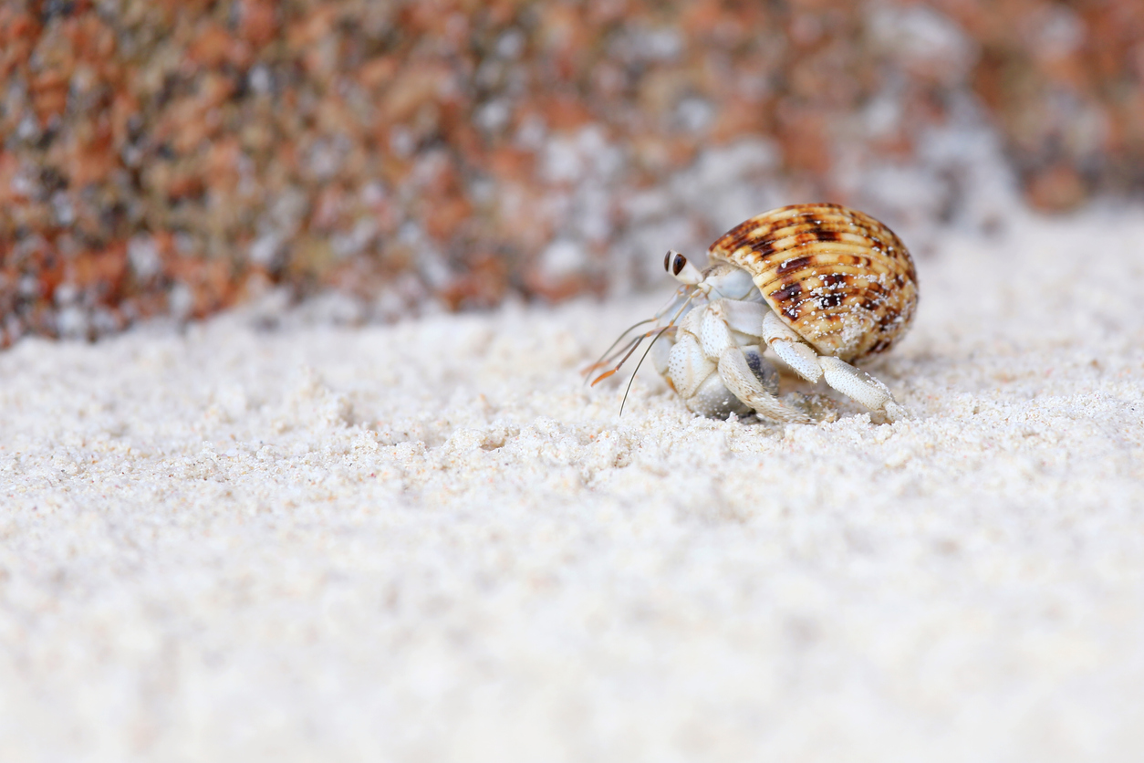 Hermit crab