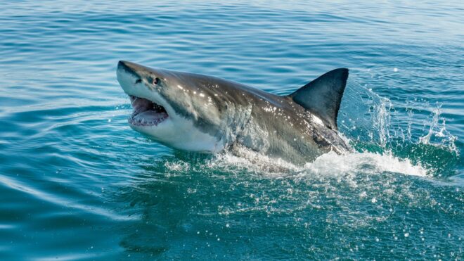 Great white shark