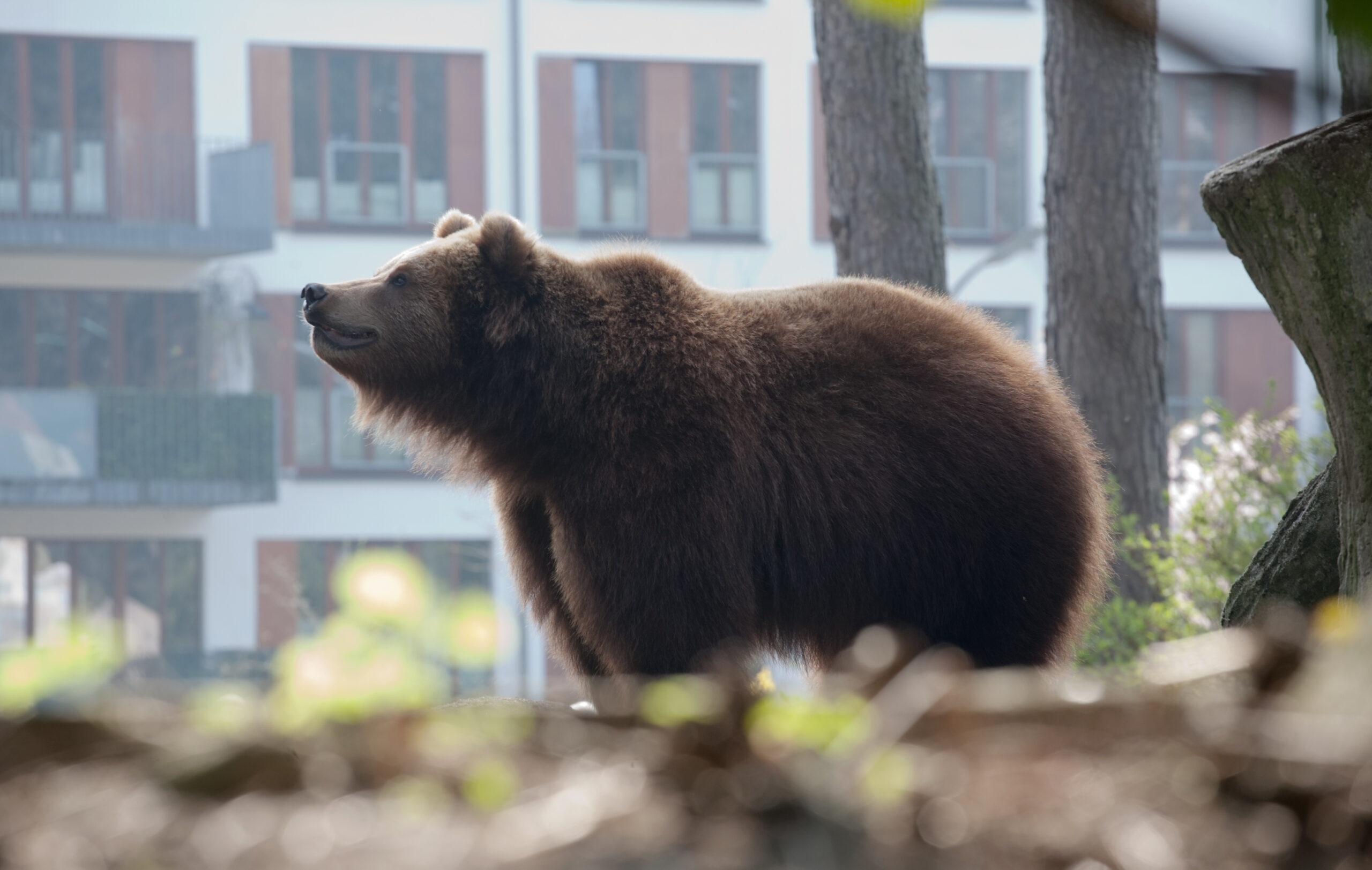 brown bear in the city