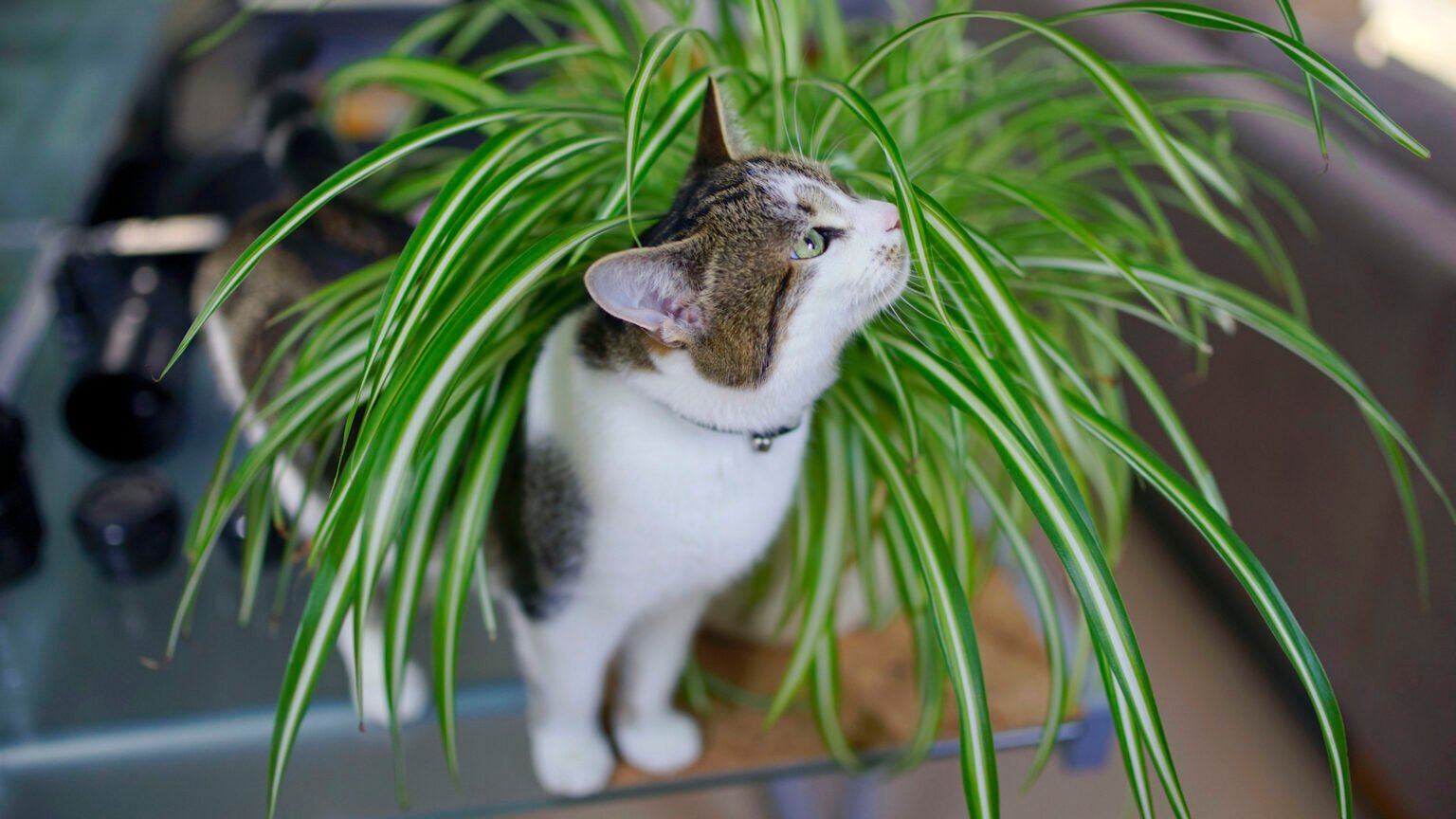 11 PET FRIENDLY HOUSE PLANTS KEEP CATS AND DOGS SAFE WITH NON TOXIC visual data 4