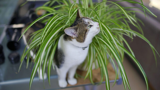 cat with a spider plant