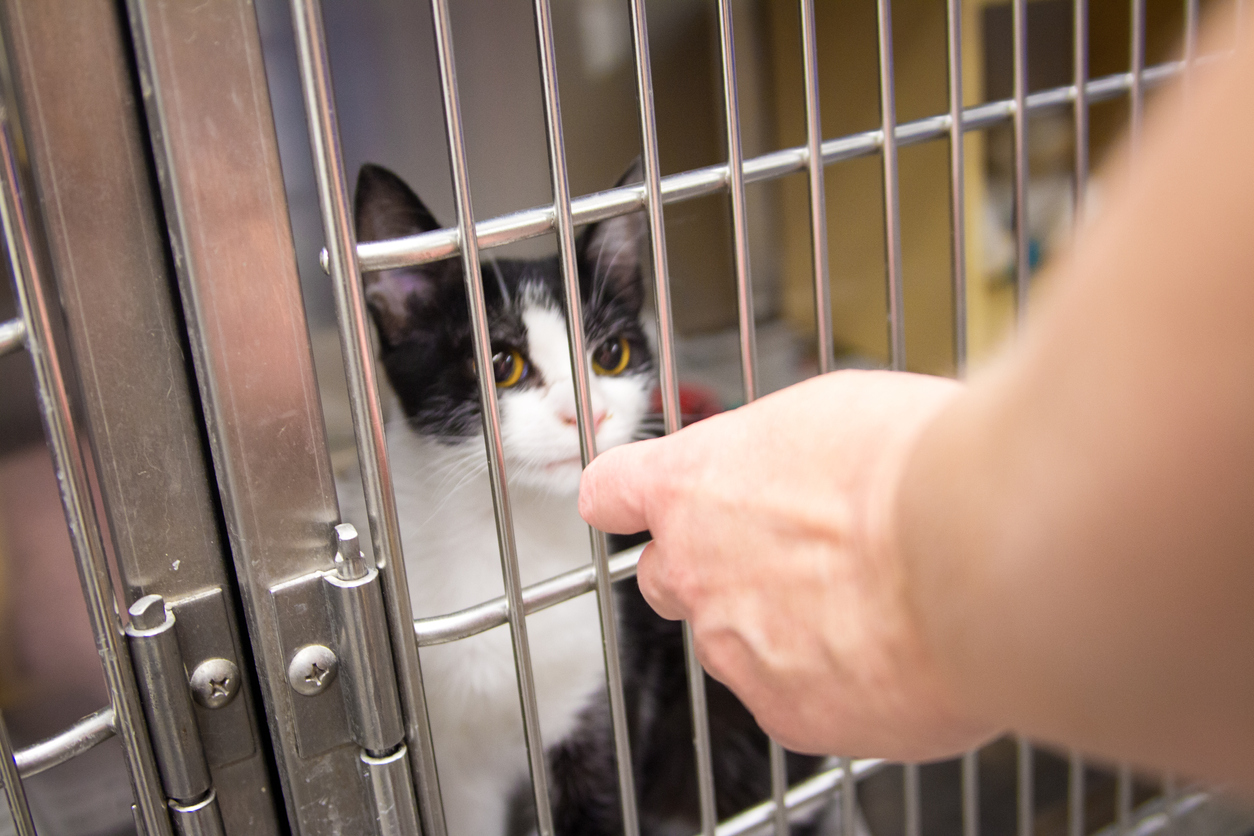 Adopting or Purchasing a Baby Kitten from Amimal Shelter