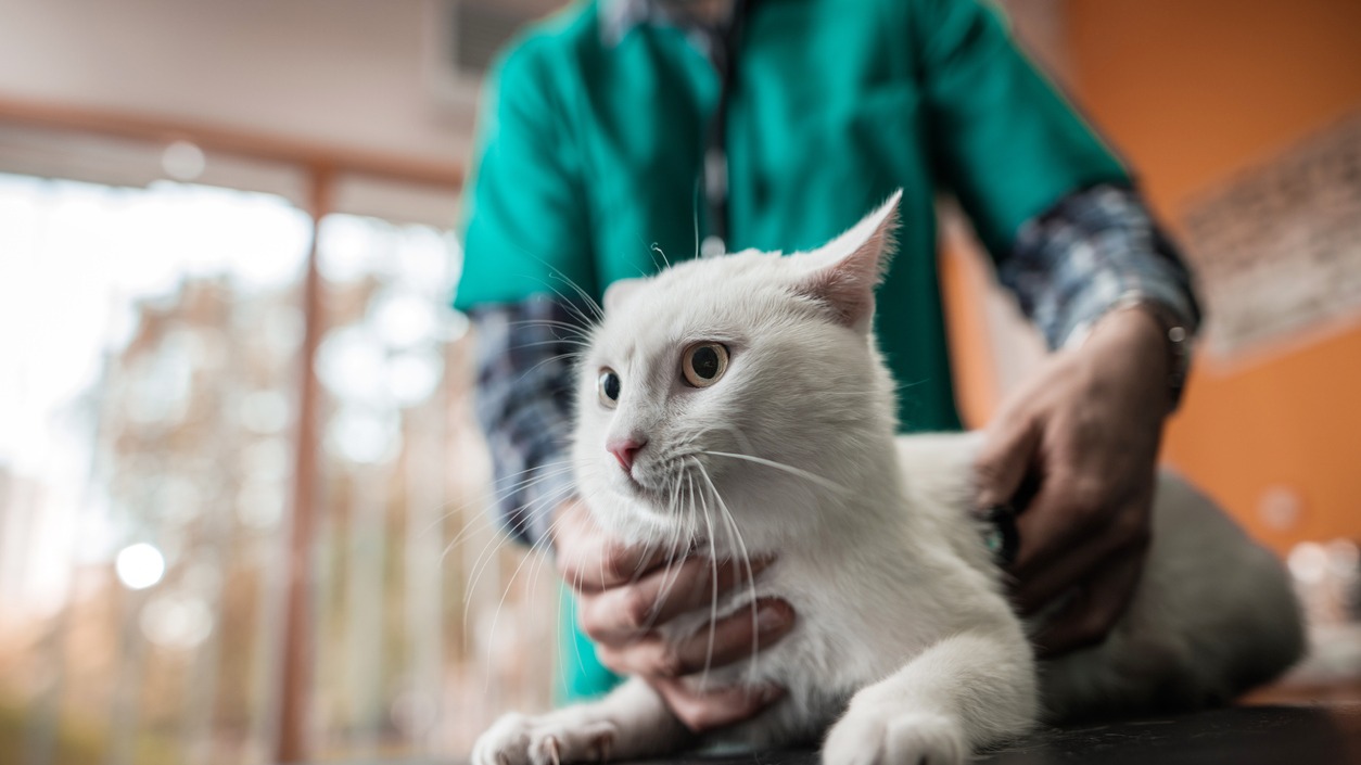 Cat At The Vet