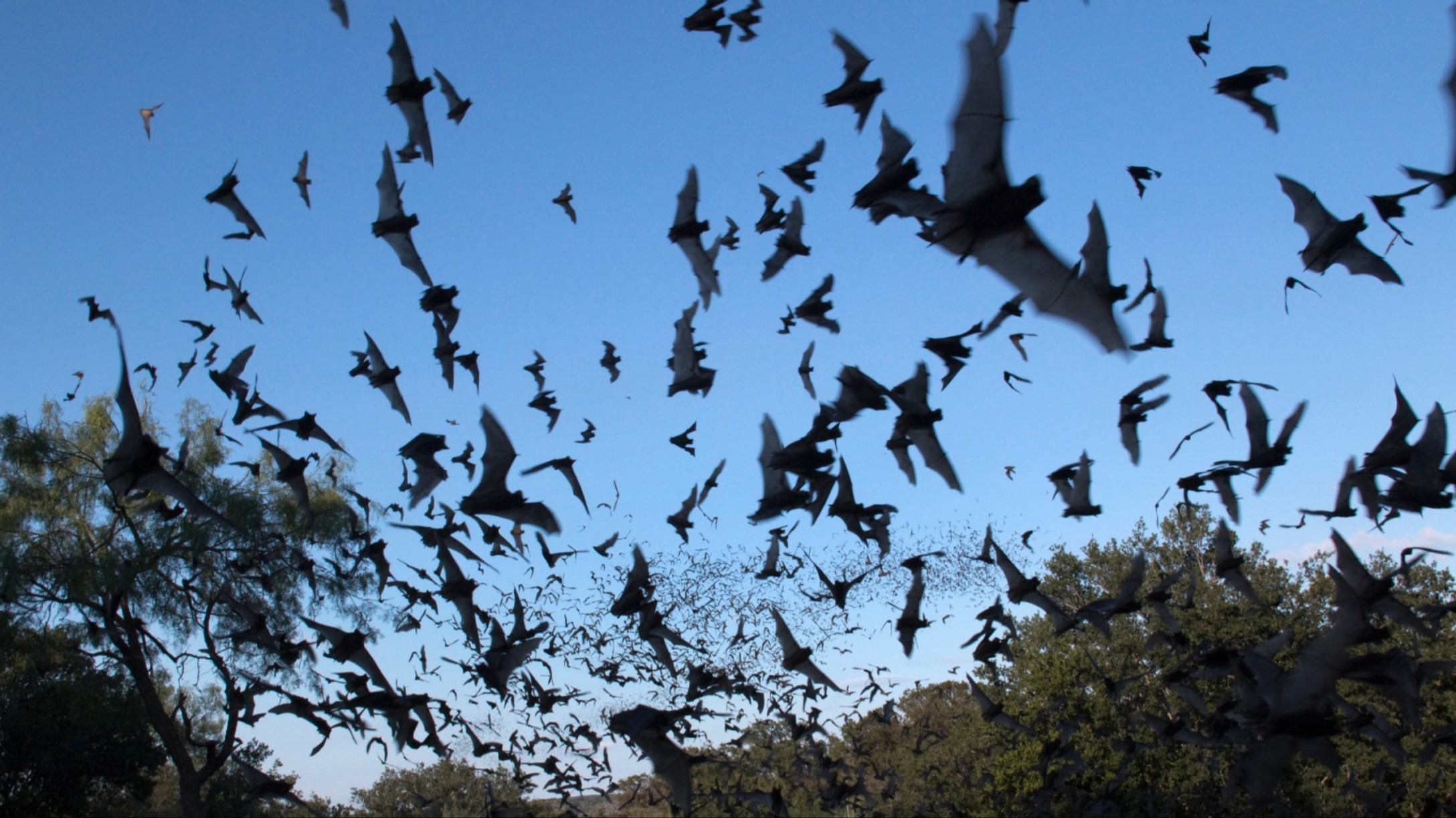 Bats