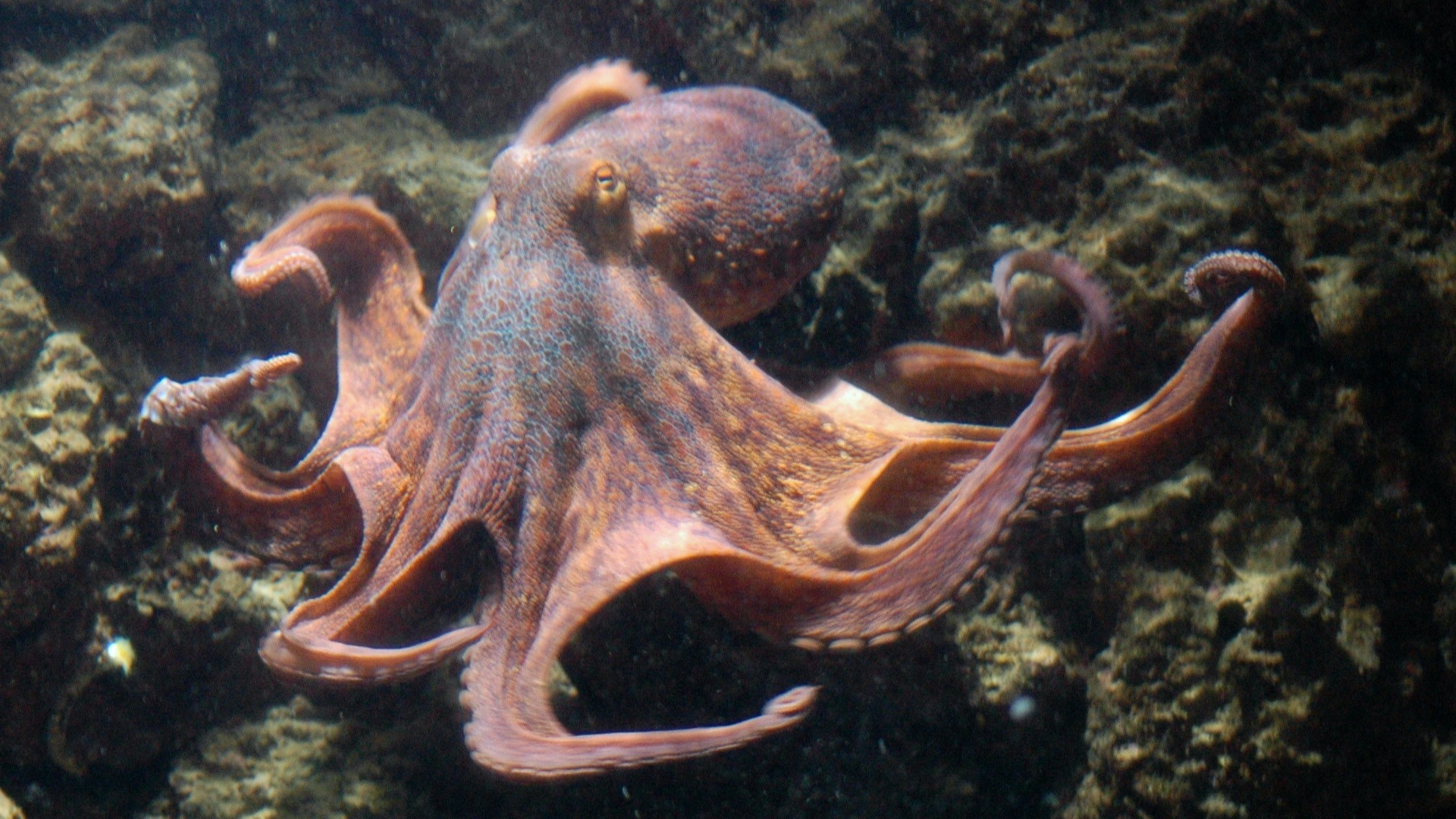 Octopus