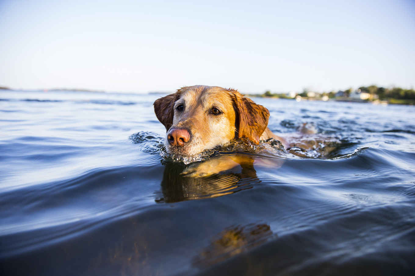 Dog Swimming