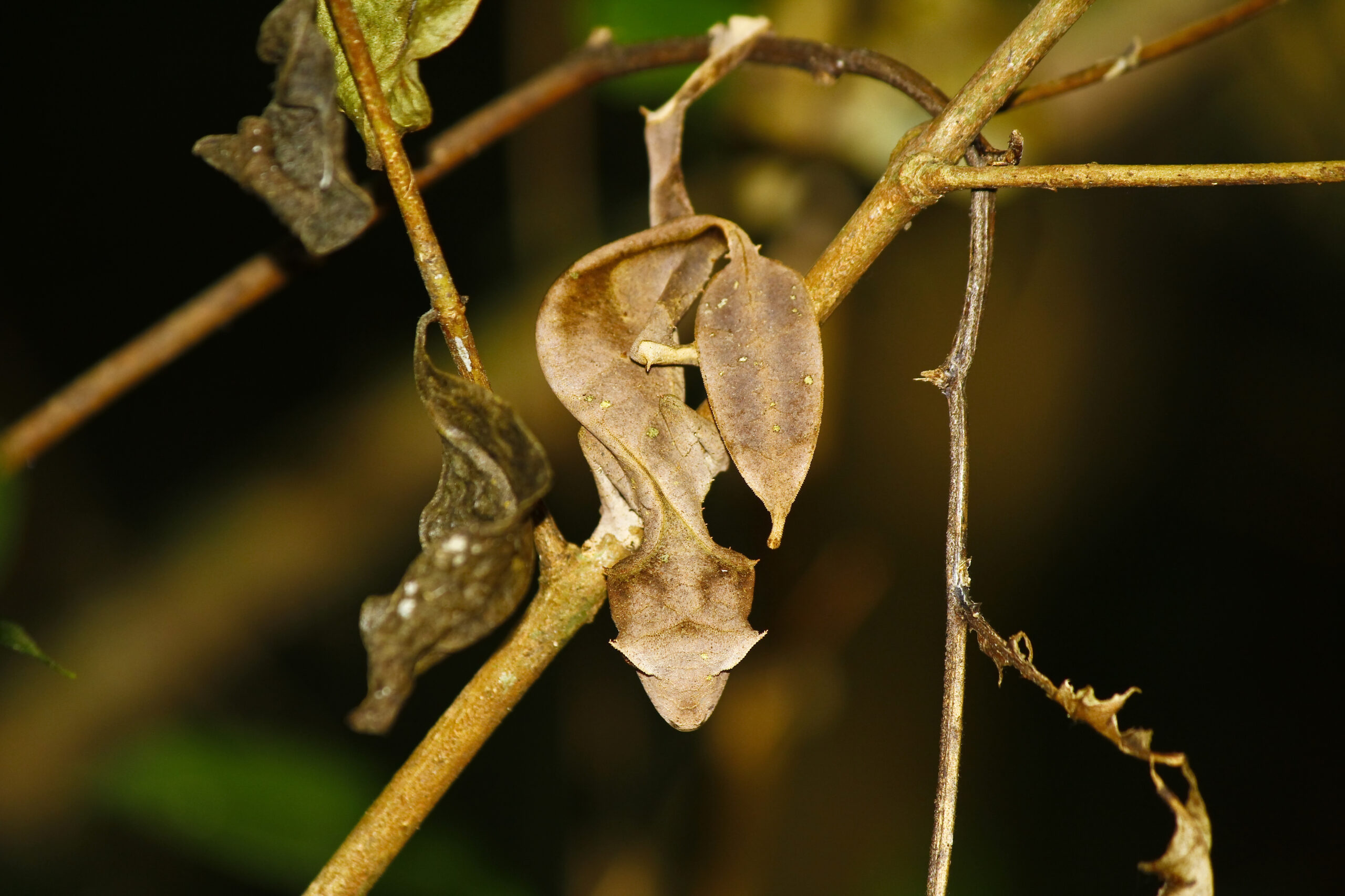 Satanic Leaf-tailed Gecko (Uroplatus phantasticus) in Ranomafana