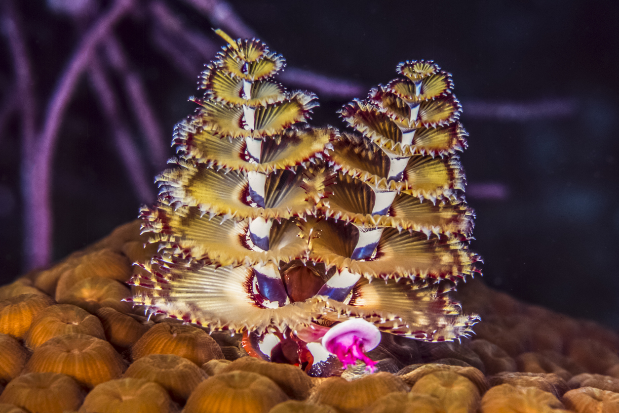 Spirobranchus giganteus, Christmas tree worms