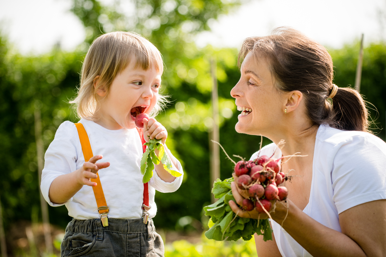 Fresh radishes are delicious