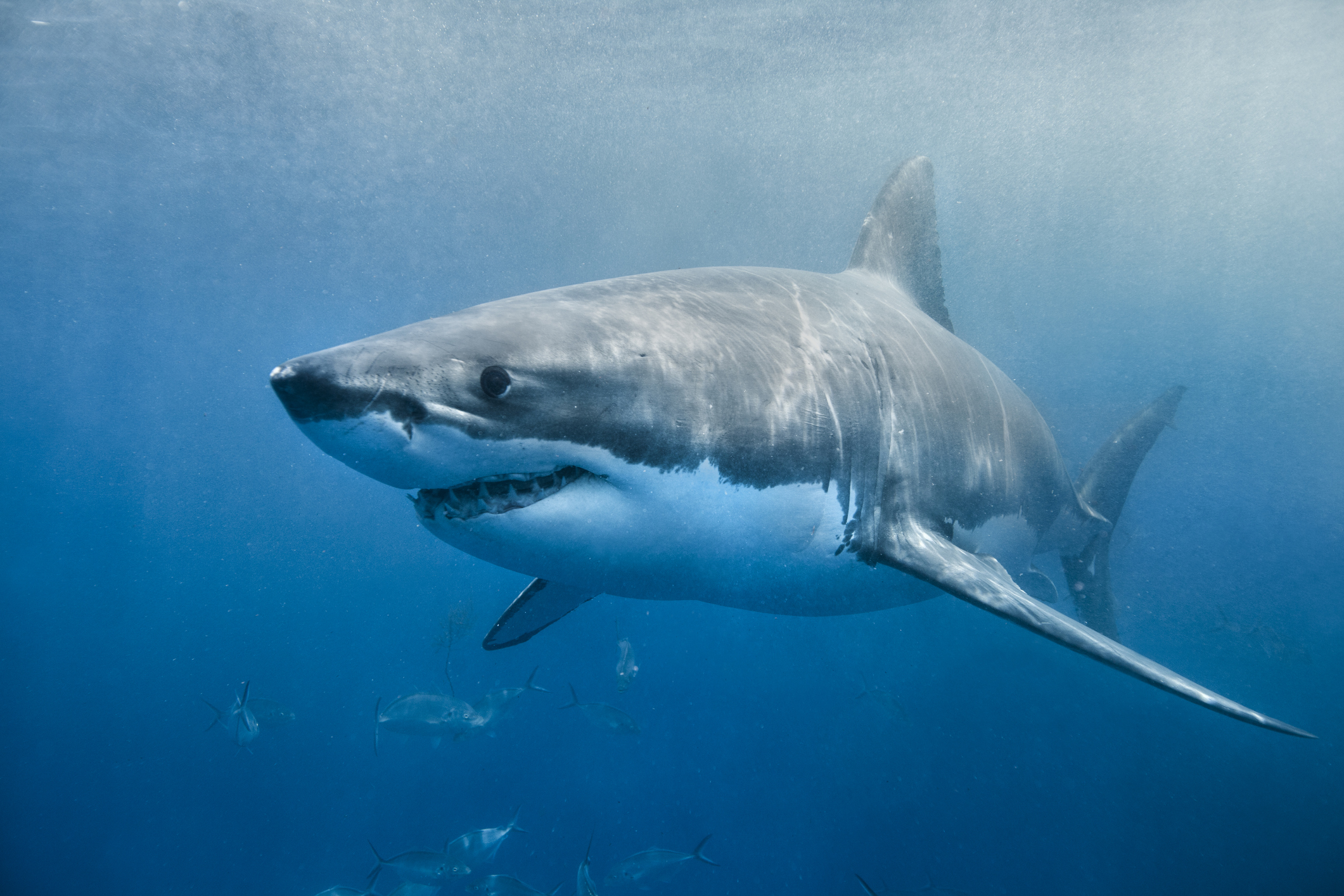 Great White Shark smile