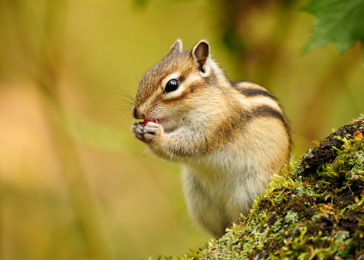 Chipmunk .