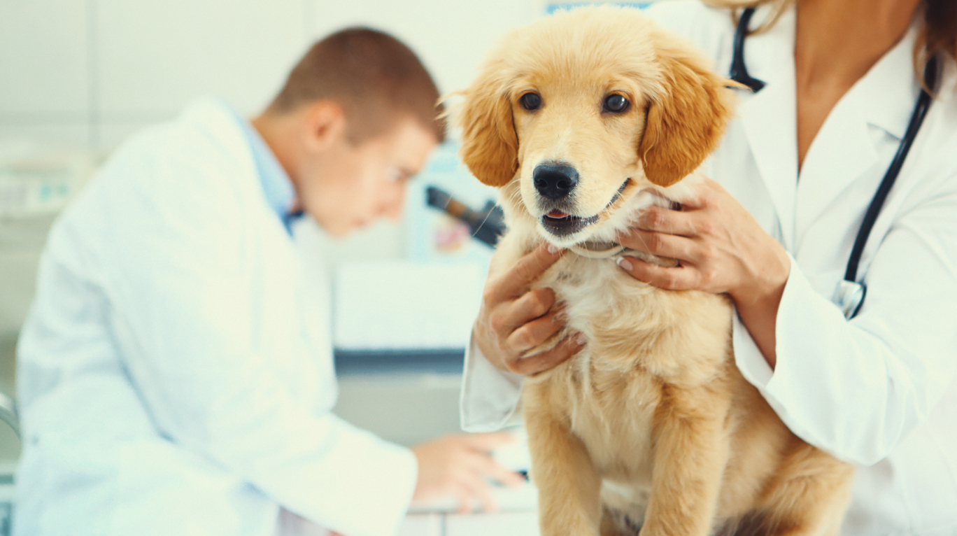 Healthy puppy after medical exam