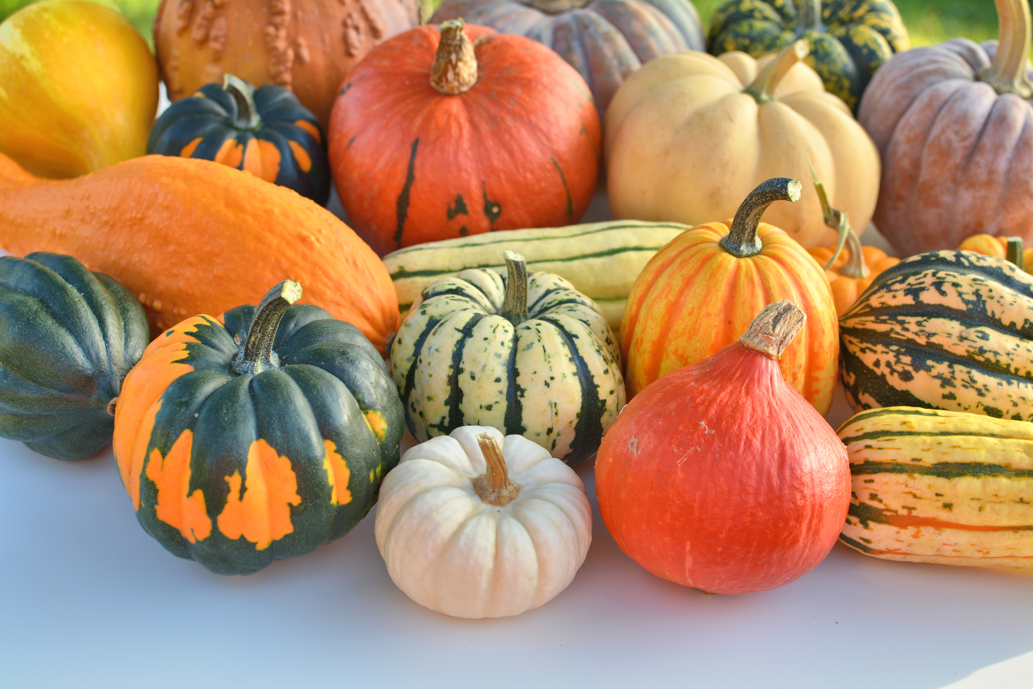 Winter squash collection